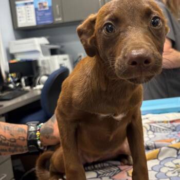 Starri -  Mixed Breed Dog for Adoption in Milton, Florida - Starri | PetCurious