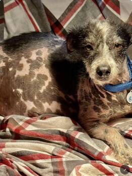 Anna -  Terrier Dog for Adoption in Larkfield-wikiup, California - Anna | PetCurious