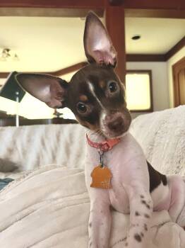 Billy -  Chihuahua and Rat Terrier Dog for Adoption in Sunnyvale, California - Billy | PetCurious