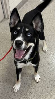 Rescue Siberian Husky and Mixed Breed Dogs for Adoption in Fishers, Indiana - Blue | PetCurious