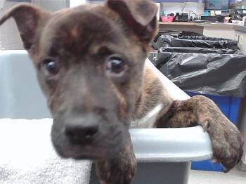 Dutch Shepherd and Mixed Breed Dogs Available for Adoption in Omaha, Nebraska - CHINCHILLIN | PetCurious