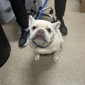 Chalk -  French Bulldog Dog for Adoption in League City, Texas - Chalk | PetCurious