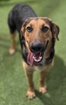 Kevin Bacon -  Shepherd Dog for Adoption in Racine, Wisconsin - Kevin Bacon | PetCurious