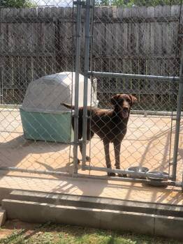 Rescue Chocolate Labrador Retriever Dogs for Adoption in San Antonio, Texas - COCO | PetCurious