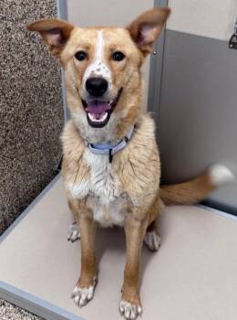 Jolene -  Mixed Breed Dog for Adoption in Hackensack, Minnesota - Jolene | PetCurious