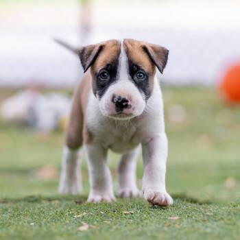 Muppet Pup - Gonzo -  Boxer Dog for Adoption in San Diego, California - Muppet Pup - Gonzo | PetCurious