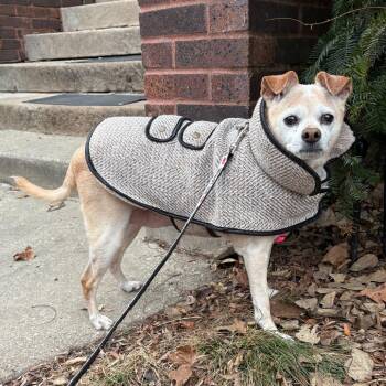 Chihuahua and Terrier Dogs Available for Adoption - Billie | PetCurious