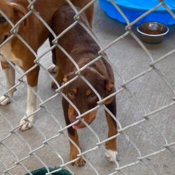 Auntie Anne - SH 7/22 -  Mixed Breed Dog for Adoption in Huntington, West Virginia - Auntie Anne - SH 7/22 | PetCurious