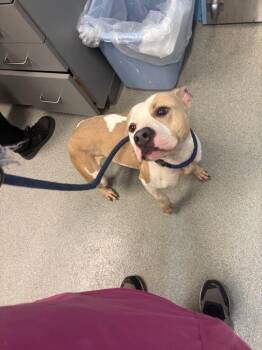 Madison -  Pit Bull Terrier Dog for Adoption in Bloomington, Indiana - Madison | PetCurious