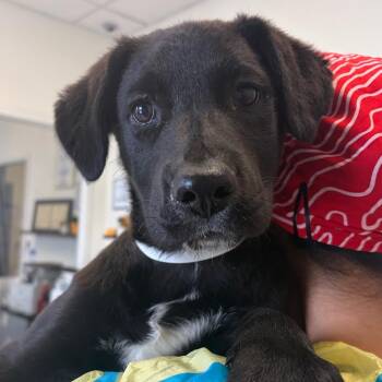 Stubbs -  Catahoula Leopard Dog and Mixed Breed Dog for Adoption in Nashville, Tennessee - Stubbs | PetCurious