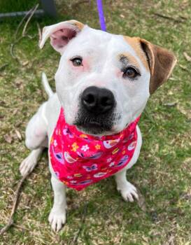 Olive Mini Pittie -  Pit Bull Terrier Dog for Adoption in Rockaway, New Jersey - Olive Mini Pittie | PetCurious