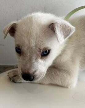 Gromit -  Mixed Breed Dog for Adoption in Winnipeg, Manitoba - Gromit | PetCurious
