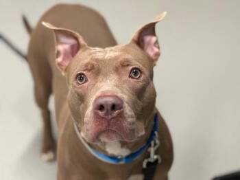 Georgia Peach -  Mixed Breed Dog for Adoption - Georgia Peach | PetCurious
