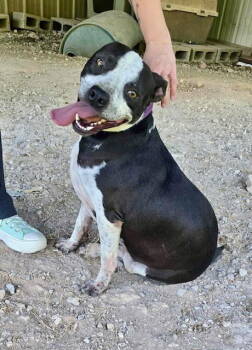 Rescue Pit Bull Terrier Dogs for Adoption in Ocean Township, New Jersey - Loki | PetCurious