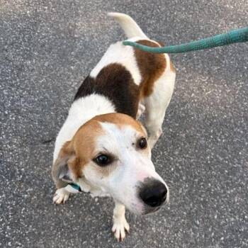 Mixed Breed Dogs Available for Adoption in Marshall, Virginia - Smiley | PetCurious