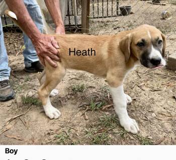Rescue Mixed Breed Dogs for Adoption in Madison, Wisconsin - Heath | PetCurious