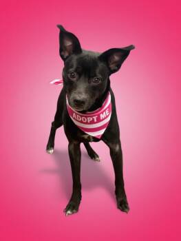 Blossom-ADOPT Me -  Pit Bull Terrier and Chihuahua Dog for Adoption in Redondo Beach, California - Blossom-ADOPT Me | PetCurious