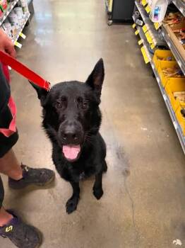 Zeus -  Dutch Shepherd Dog for Adoption in Shiloh, Illinois - Zeus | PetCurious