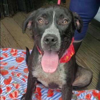 Rescue Labrador Retriever and Pointer Dogs for Adoption in Woolwich, Maine - Brooklyn | PetCurious
