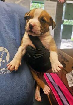 Africa -  Mixed Breed Dog for Adoption in Nashville, Tennessee - Africa | PetCurious