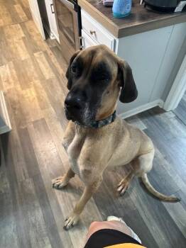 Great Dane Dogs Available for Adoption in Little Rock, Arkansas - Big Scout | PetCurious