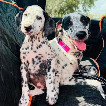 Daisy -  Dalmatian Dog for Adoption in League City, Texas - Daisy | PetCurious