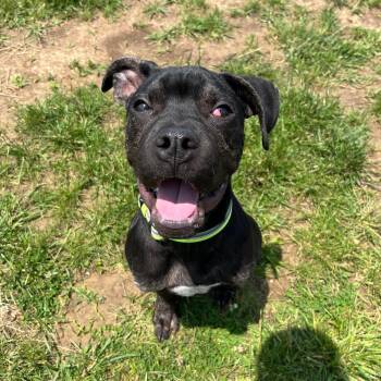 Rescue Great Dane Dogs for Adoption in West Jefferson, Ohio - Creek | PetCurious