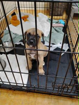 Compton -  Boxer and Pit Bull Terrier Dog for Adoption in Austin, Minnesota - Compton | PetCurious