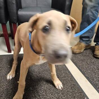 Boone -  Pit Bull Terrier and Shepherd Dog for Adoption in Birmingham, Alabama - Boone | PetCurious