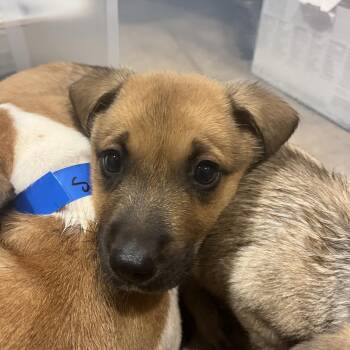 Muffin -  Mixed Breed Dog for Adoption in Chattanooga, Tennessee - Muffin | PetCurious