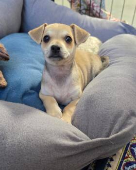 Blueberry -  Terrier Dog for Adoption in Novato, California - Blueberry | PetCurious