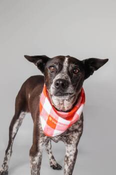 Dixie Rose -  Australian Cattle Dog Blue Heeler Dog for Adoption in Plaquemine, Louisiana - Dixie Rose | PetCurious