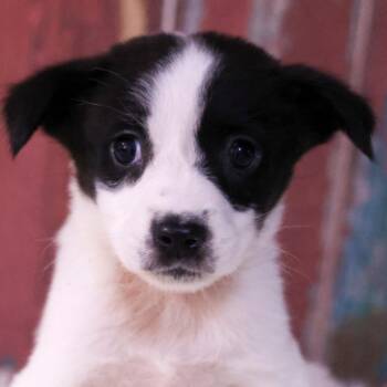 Peaches -  Mixed Breed Dog for Adoption in Casa Grande, Arizona - Peaches | PetCurious