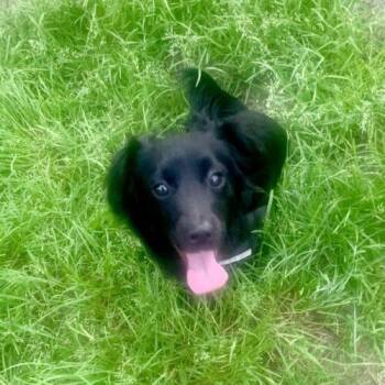COLE -  Spaniel and Dachshund Dog for Adoption in San Juan Capistrano, California - COLE | PetCurious