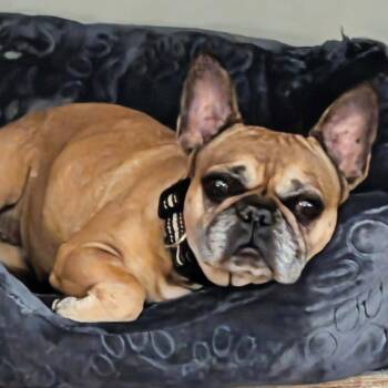 Mary -  French Bulldog Dog for Adoption in Lehigh Acres, Florida - Mary | PetCurious