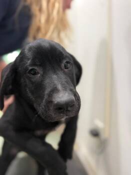 Pongo -  Mixed Breed Dog for Adoption in Danielsville, Georgia - Pongo | PetCurious