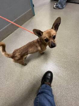 Chihuahua and Mixed Breed Dogs Available for Adoption - MILLIE WILKINS | PetCurious
