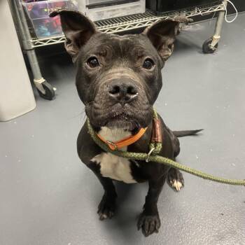 Mixed Breed Dogs Available for Adoption in Allentown, Pennsylvania - Wednesday | PetCurious