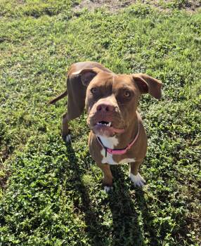 Rescue Boxer Dogs for Adoption in Schertz, Texas - Leia | PetCurious