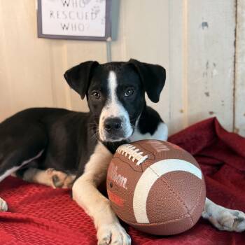 Black Labrador Retriever and Hound Dogs Available for Adoption in Atlanta, Texas - Beau | PetCurious