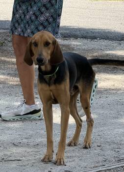 Slinky -  Coonhound Dog for Adoption in Pawleys Island, South Carolina - Slinky | PetCurious