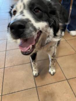 Cattle Dog and Retriever Dogs Available for Adoption - Auggie | PetCurious