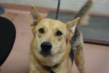 ZAZA -  Mixed Breed Dog for Adoption in Columbia, South Carolina - ZAZA | PetCurious