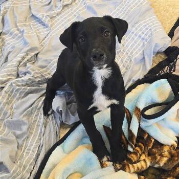 Curly -  Black Labrador Retriever and Mixed Breed Dog for Adoption in Milan, Illinois - Curly | PetCurious