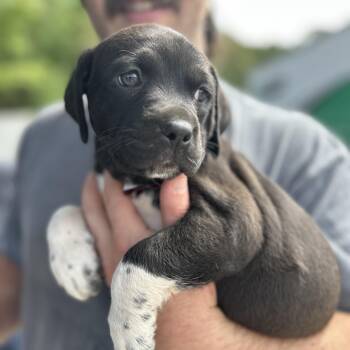 Pit Bull Terrier Dogs Available for Adoption - Kennedy | PetCurious