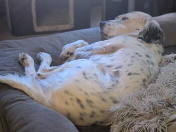English Setter Dogs Available for Adoption in Havertown, Pennsylvania - Available - Harry | PetCurious