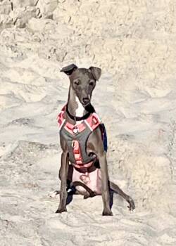 Alfie -  Italian Greyhound Dog for Adoption in Edgewater, Maryland - Alfie | PetCurious