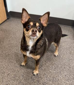 Rescue Chihuahua Dogs for Adoption in Sault Ste. Marie, Michigan - Miracle | PetCurious