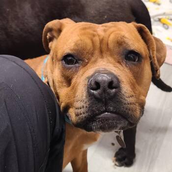 Mixed Breed Dogs Available for Adoption in Oak Park, Illinois - Galinda | PetCurious