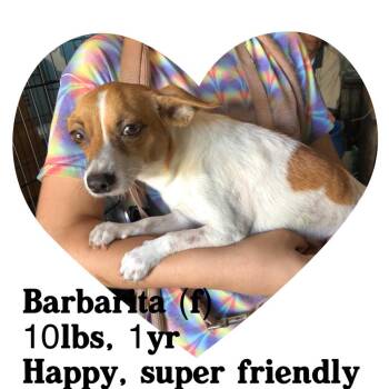Barbarita AKA Jackie -  Jack Russell Terrier and Mixed Breed Dog for Adoption in Loxahatchee Groves, Florida - Barbarita AKA Jackie | PetCurious